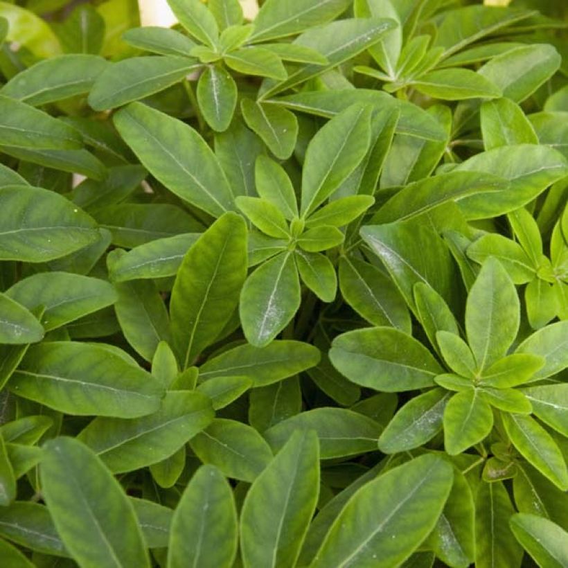 Choisya ternata - Arancio messicano (Fogliame)