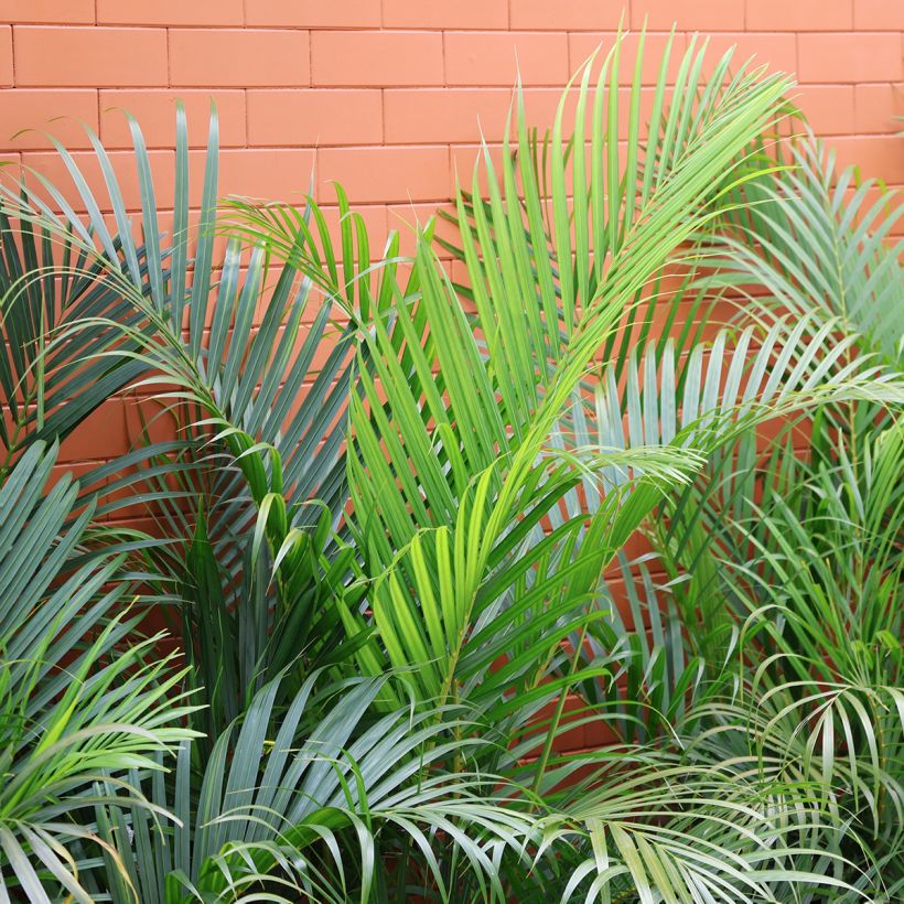 Areca - Chrysalidocarpus lutescens (Foliage)
