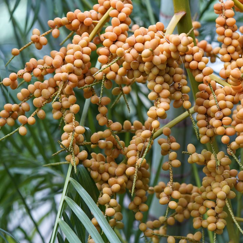 Areca - Chrysalidocarpus lutescens (Harvest)