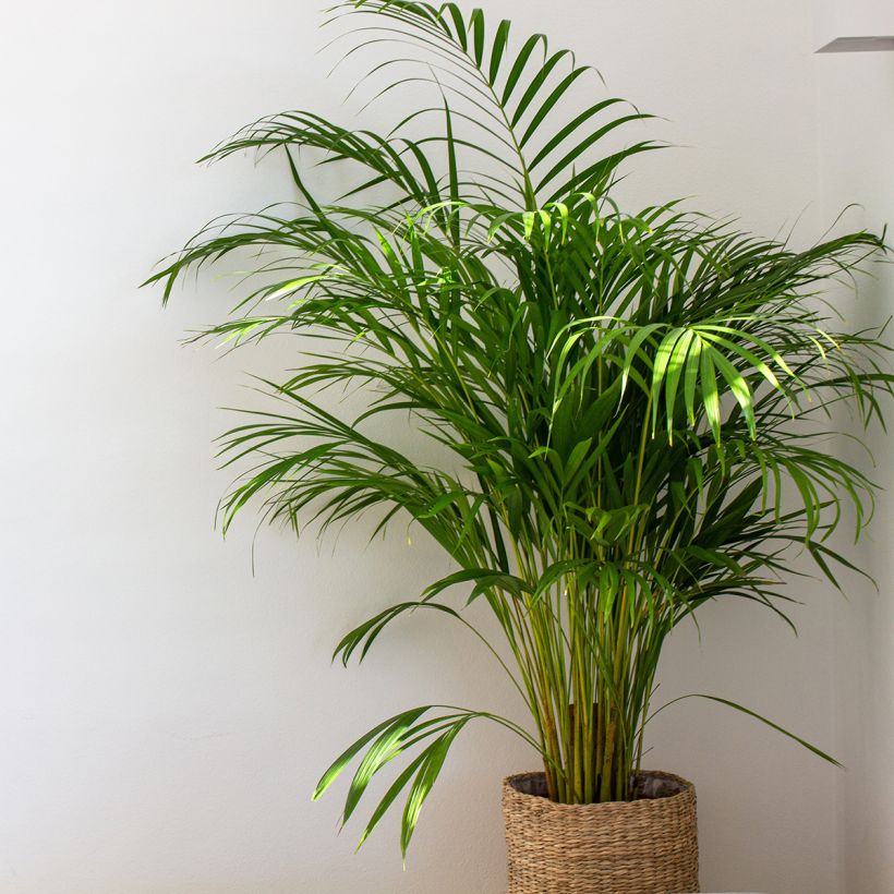 Areca - Chrysalidocarpus lutescens (Plant habit)