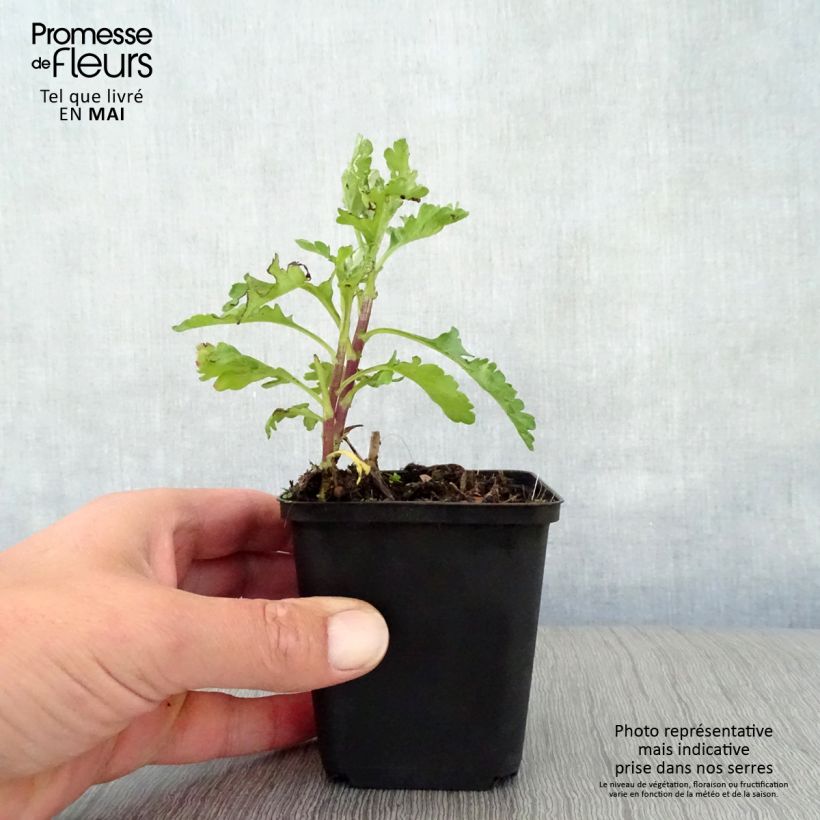 Chrysanthemum Citronella - Crisantemo Vasetto da 8/9 cm esemplare consegnato in primavera