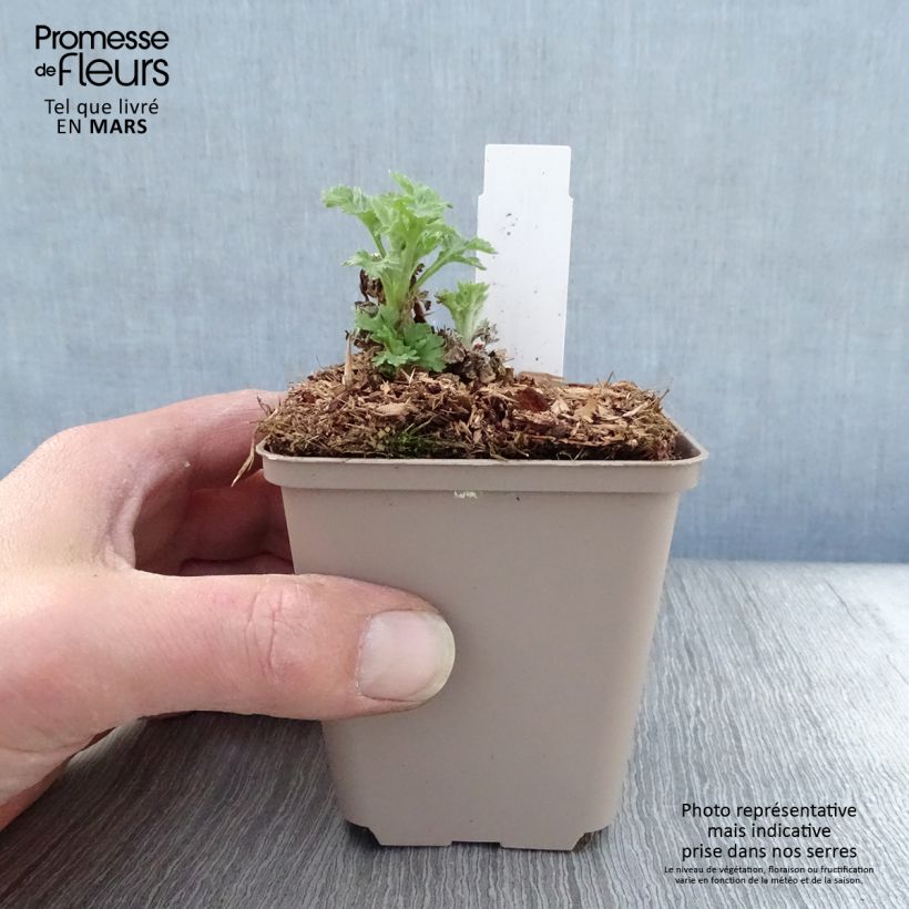 Chrysanthemum Goldmarianne - Crisantemo Vasetto da 8/9 cm esemplare consegnato in primavera