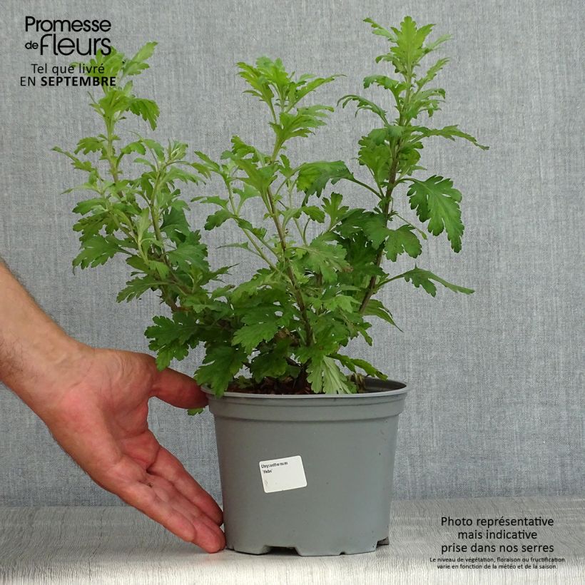 Esemplare di Chrysanthemum koreanum Hebe - Crisantemo Vaso da 2L/3L consegnato in estate