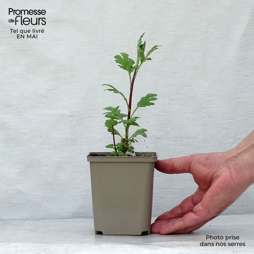Chrysanthemum indicum Brennpunkt - Crisantemo Vasetto da 8/9 cm esemplare consegnato in primavera