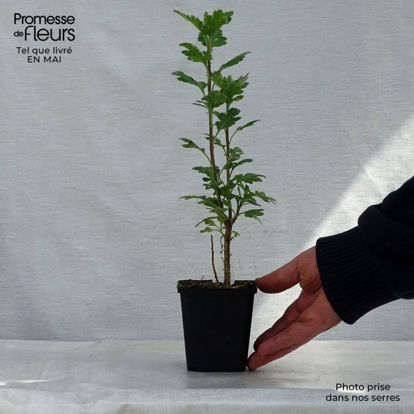 Chrysanthemum indicum Poesie - Crisantemo Vasetto da 8/9 cm esemplare consegnato in primavera