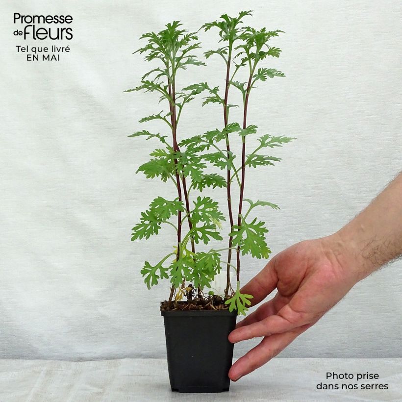 Example of Chrysanthemum rubellum Clara Curtis - Crisantemo Vasetto da 8/9 cm as you get in printemps