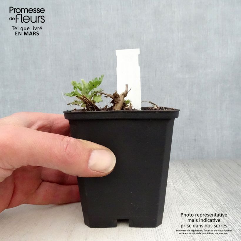 Example of Chrysanthemum rubellum Dernier Soleil - Crisantemo Vasetto da 8/9 cm as you get in printemps