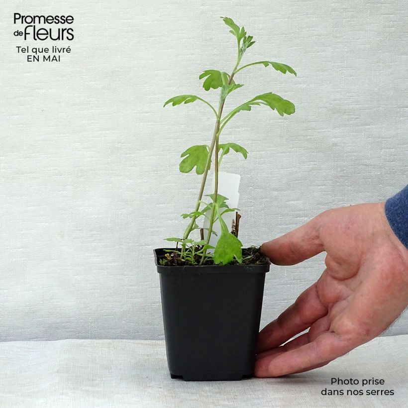 Example of Chrysanthemum rubellum Duchess of Edimburgh - Crisantemo Vasetto da 8/9 cm as you get in printemps