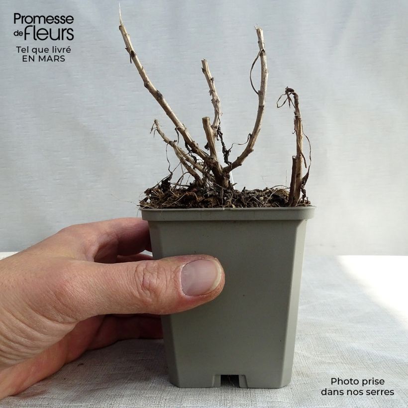 Chrysanthemum rubellum Mary Stoker - Crisantemo Vasetto da 8/9 cm esemplare consegnato in primavera