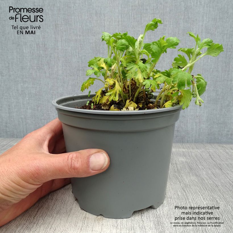 Chrysanthemum rubellum Mary Stoker - Crisantemo Vaso da 2L/3L esemplare consegnato in primavera