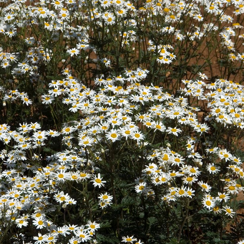 Tanacetum corymbosum - Erba-amara dei boschi (Porto)