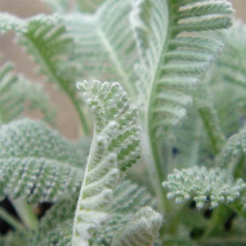 Tanacetum haradjanii - Tanaceto (Foliage)