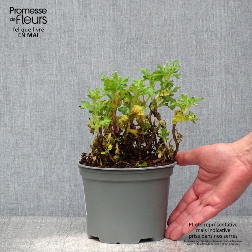 Chrysanthemum indicum Poesie - Crisantemo Vaso da 2L/3L esemplare consegnato in primavera