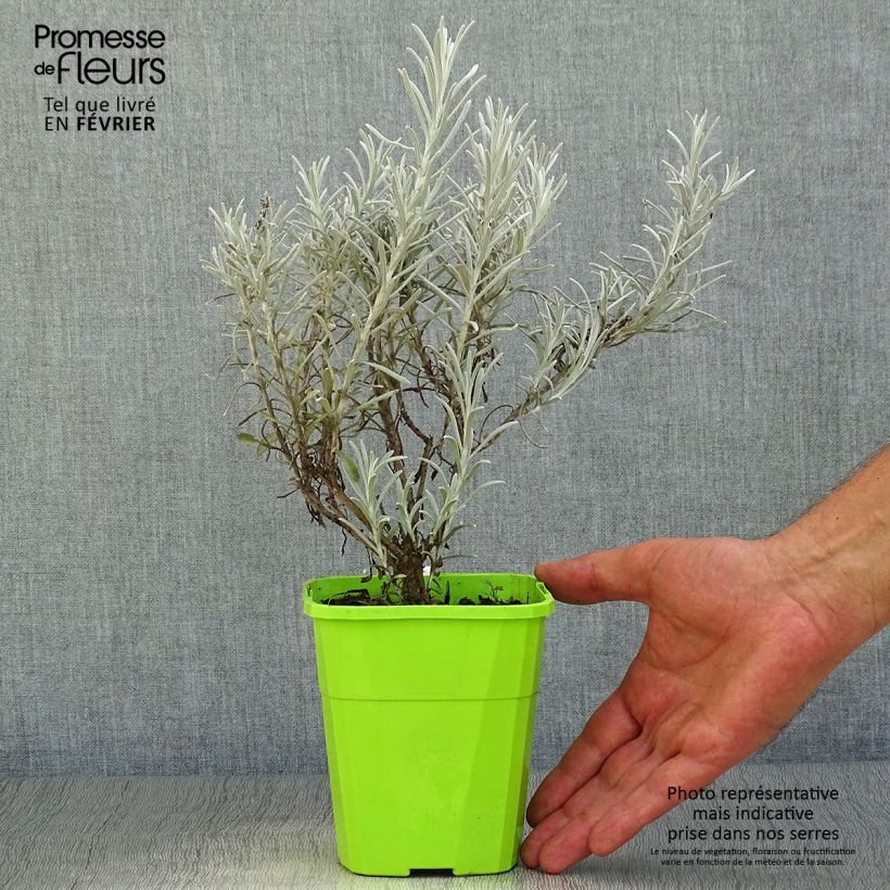 Esemplare di Chrysocephalum apiculatum Korma - Chrysocephalum apiculatum Vaso da 1,5L/2L come consegnato in autunno
