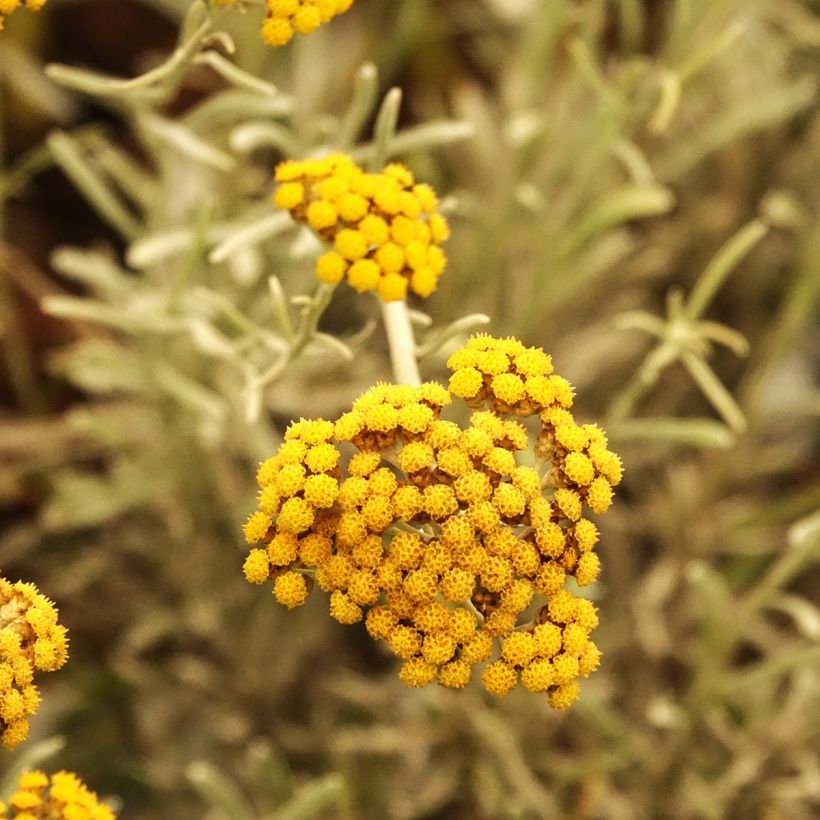 Chrysocephalum apiculatum Korma - Chrysocephalum apiculatum (Fioritura)
