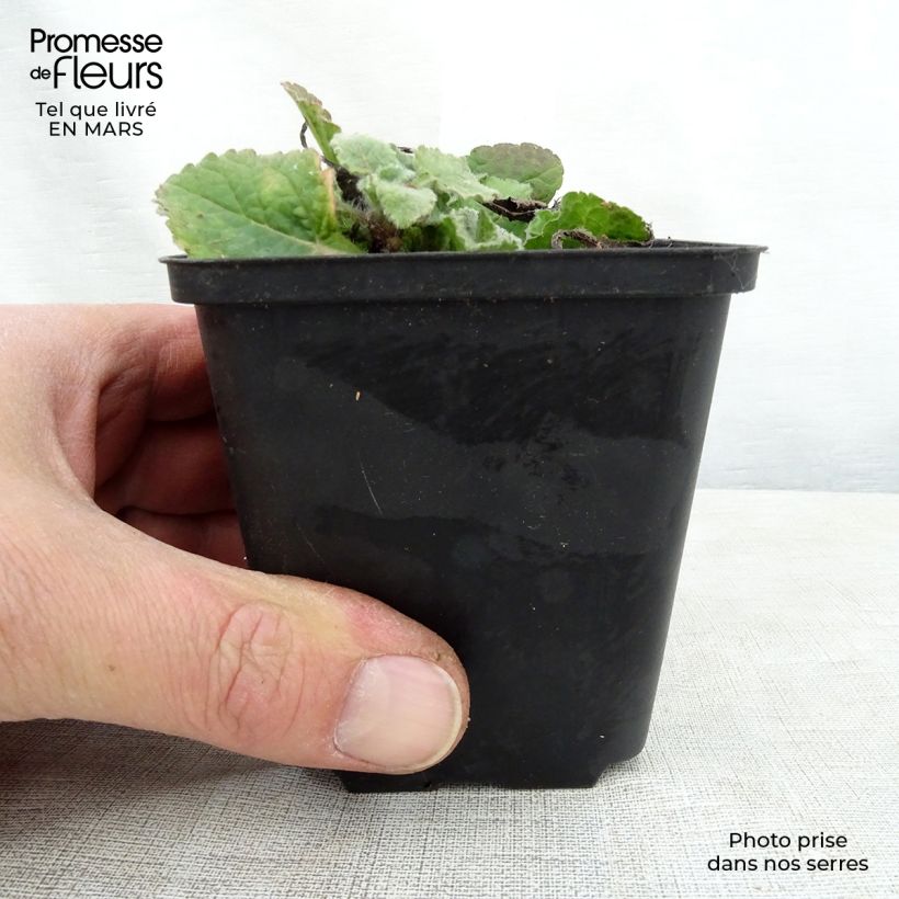 Example of Chrysogonum virginianum André Viette Vasetto da 8/9 cm as you get in printemps