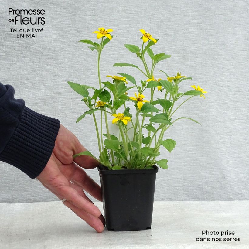 Chrysogonum virginianum Vasetto da 8/9 cm esemplare consegnato in primavera