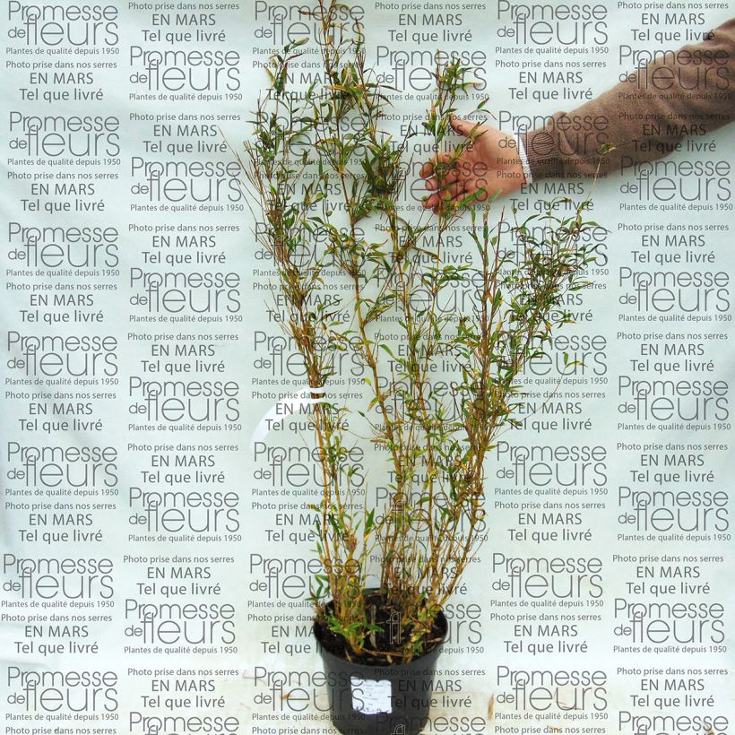 Esempio di esemplare Chusquea culeou - Bambù Vaso da 4L/5L come consegnato