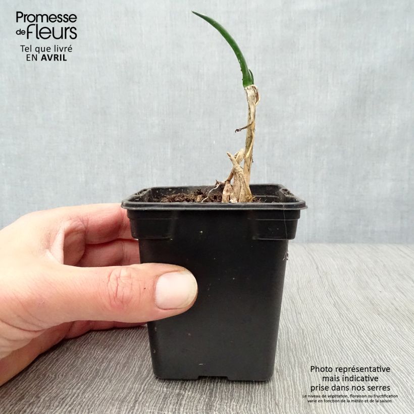 Example of Cipolla d'inverno Bio Vasetto da 7/8 cm as you get in printemps