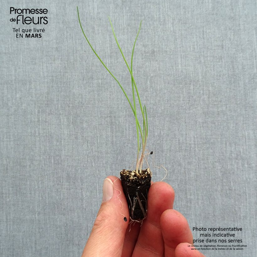 Example of Cipolla d'inverno commune rouge Mini zolla Ø 1,5/2,5 cm as you get in printemps