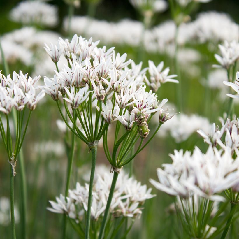Aglio cinese - Allium ramosum (Fioritura)