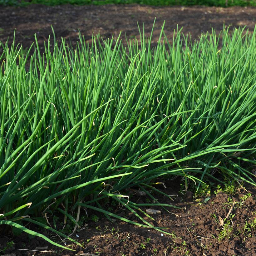 Erba cipollina Appétits (Plant habit)