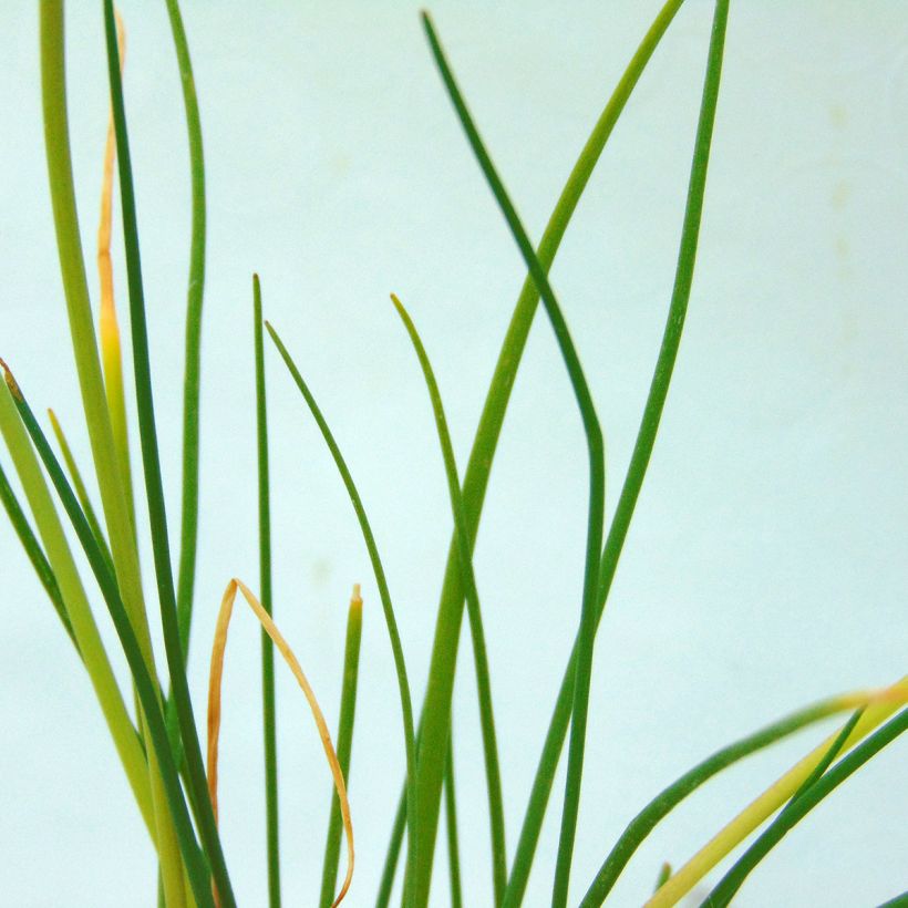 Erba cipollina - Allium schoenoprasum (Foliage)