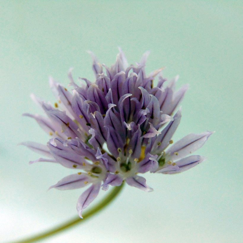 Erba cipollina - Allium schoenoprasum (Flowering)