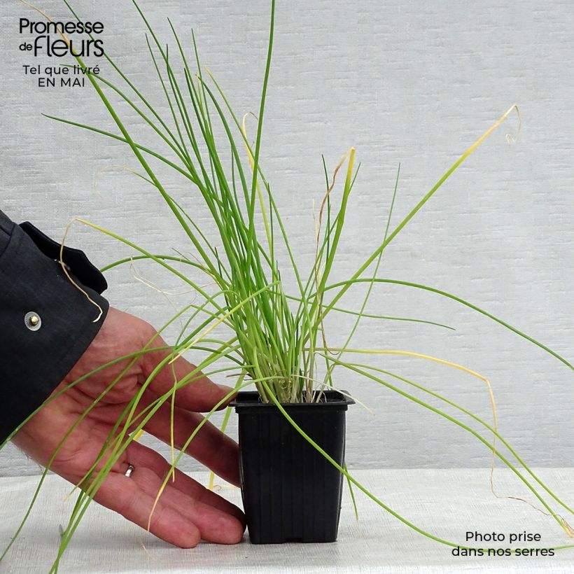 Example of Erba cipollina - Allium schoenoprasum Vasetto da 8/9 cm as you get in printemps