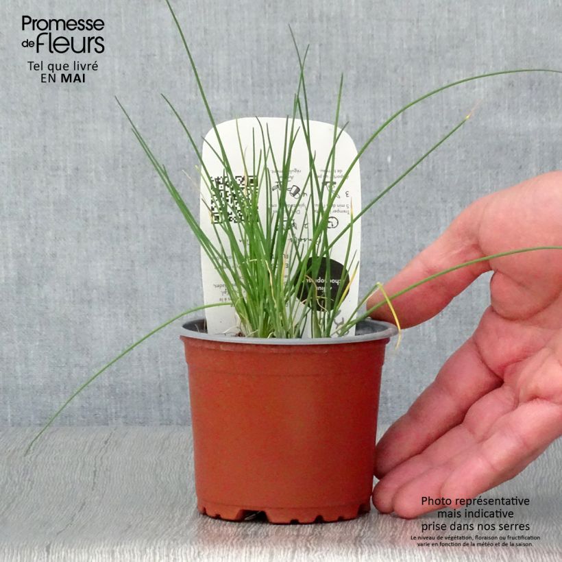 Erba cipollina Bio (piante) Vaso da Ø 10 cm/11 cm esemplare consegnato in primavera
