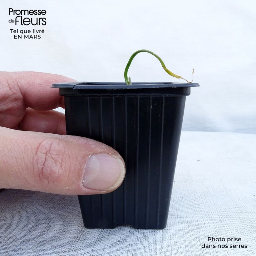 Example of Aglio cinese Bio Vasetto da 7/8 cm as you get in printemps