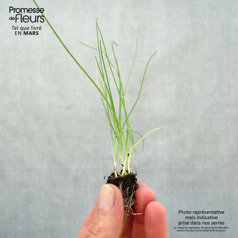 Erba cipollina Fine mini zolla... esemplare consegnato in primavera