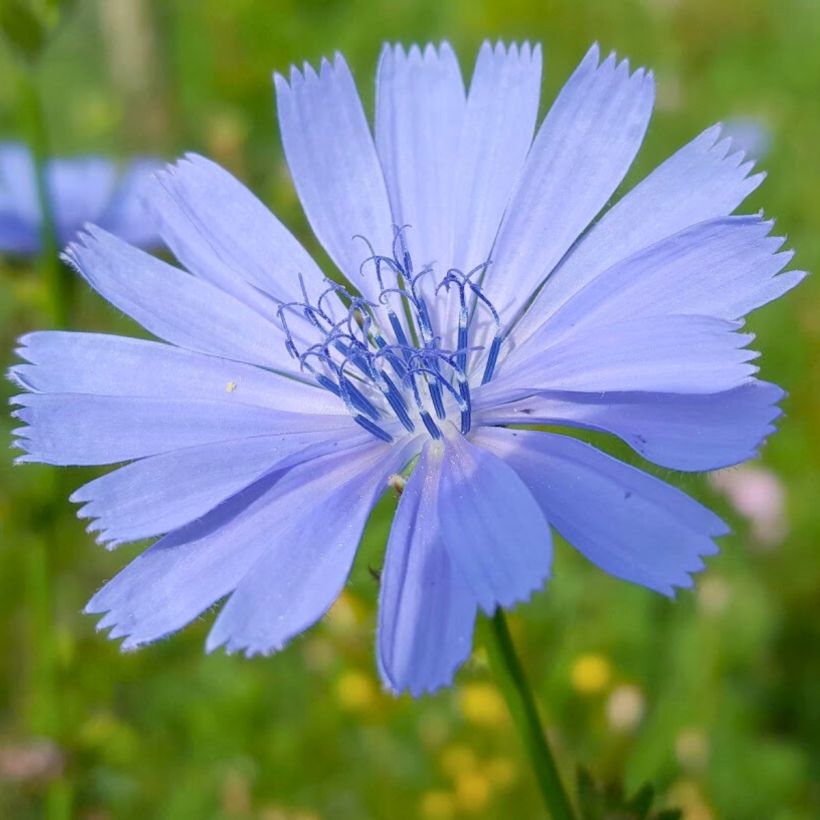 Cicoria (Fioritura)