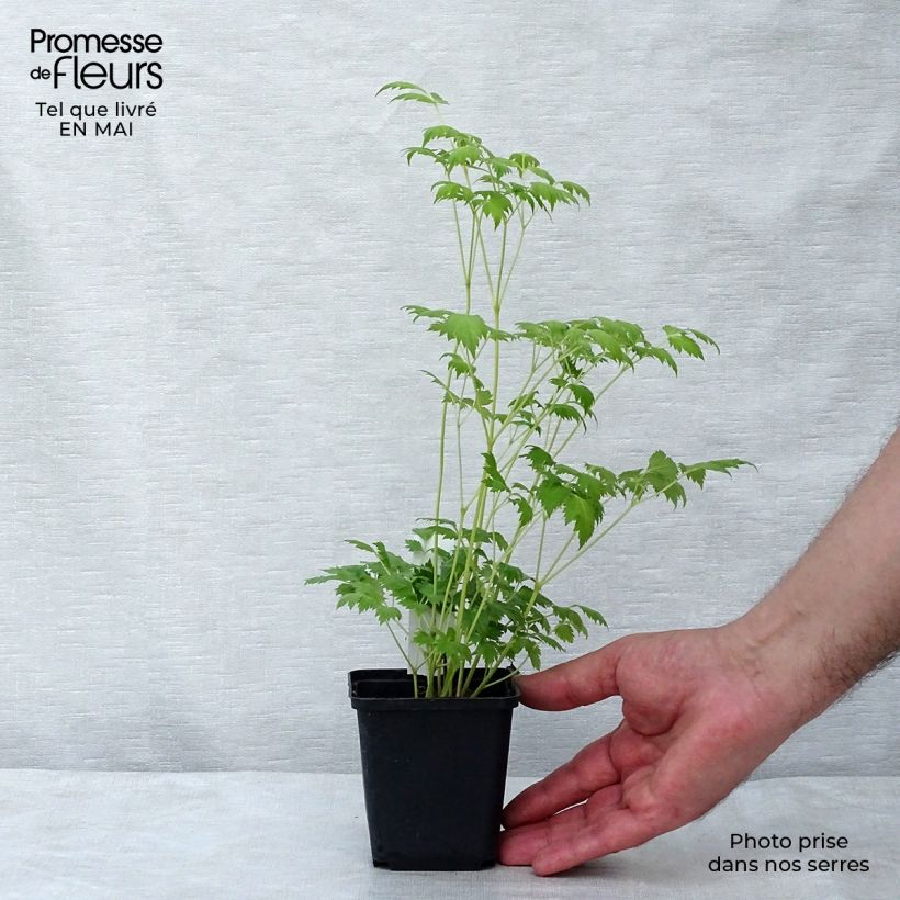 Example of Actaea matsumurae White Pearl - Cimicifuga Vasetto da 8/9 cm as you get in printemps