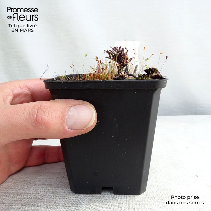 Example of Cimicifuga simplex Brunette - Actaea Vasetto da 8/9 cm as you get in printemps