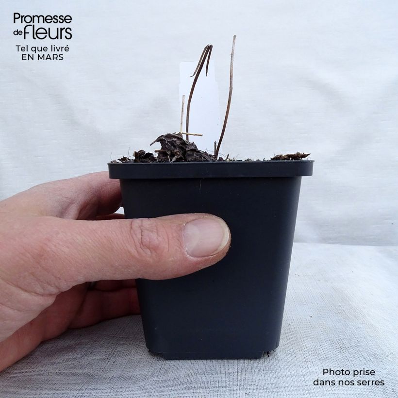 Cimicifuga simplex Pink Spike - Actaea Vasetto da 8/9 cm esemplare consegnato in primavera