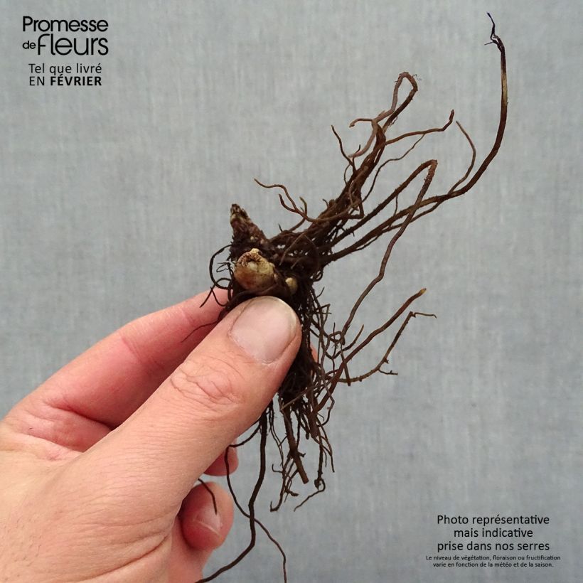 Example of Cimicifuga simplex Chocoholic - Actaea Piante piccole a radice nuda as you get in hiver