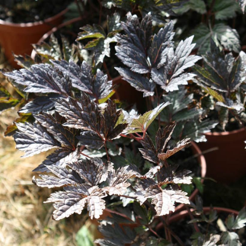 Cimicifuga simplex Brunette - Actaea (Foliage)