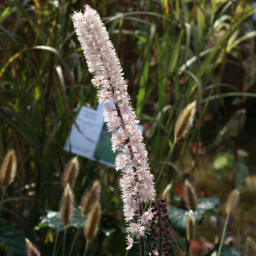 Cimicifuga simplex Brunette - Actaea (Flowering)