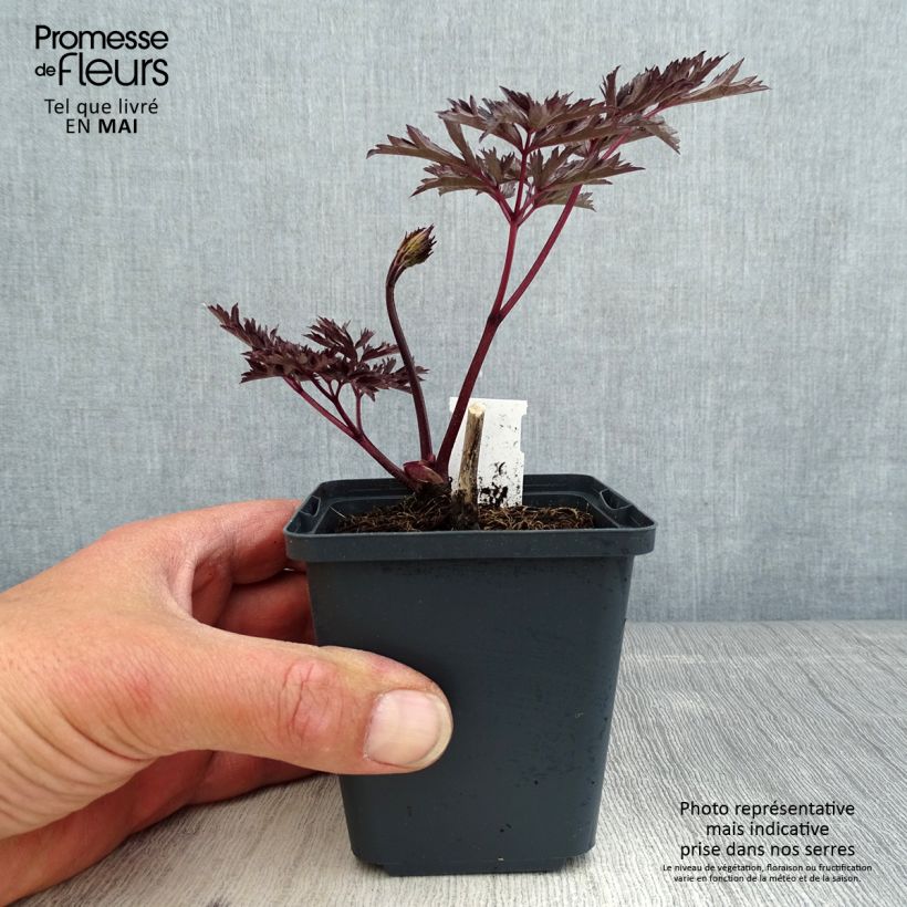 Example of Cimicifuga simplex James Compton - Actaea Vasetto da 8/9 cm as you get in printemps