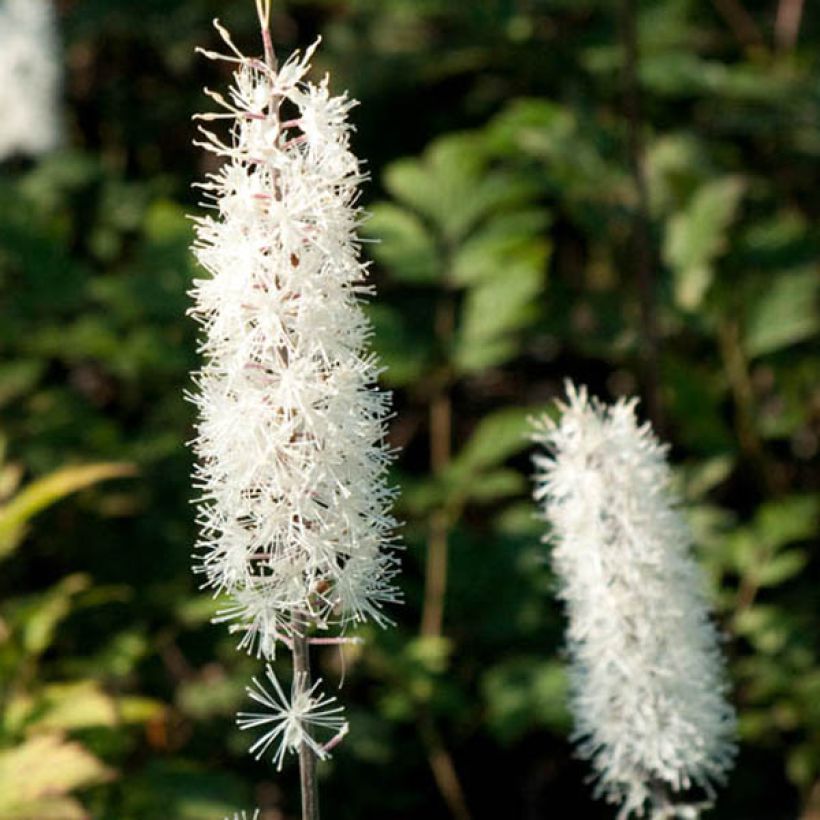 Cimicifuga simplex Atropurpurea - Actaea (Fioritura)
