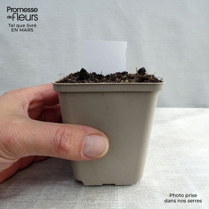 Actaea racemosa - Cimicifuga Vasetto da 8/9 cm esemplare consegnato in primavera