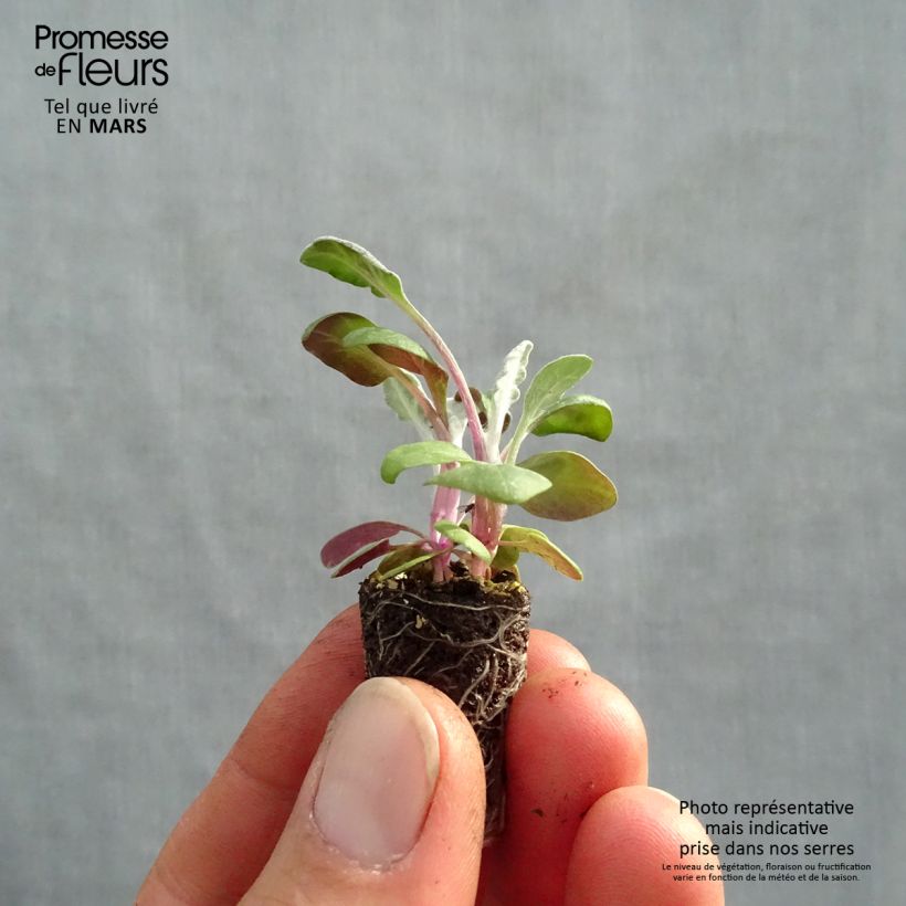 Senecio cineraria Silver Dust Mini zolla Ø 1,5/2,5 cm esemplare consegnato in primavera