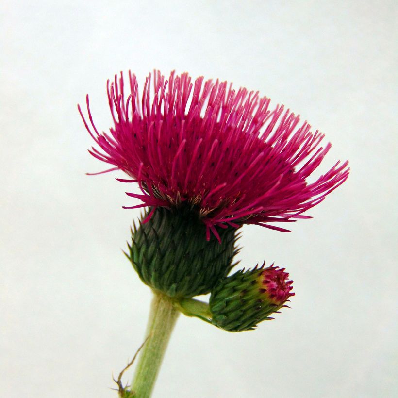 Cirsium rivulare Atropurpureum - Cardo dei ruscelli (Flowering)