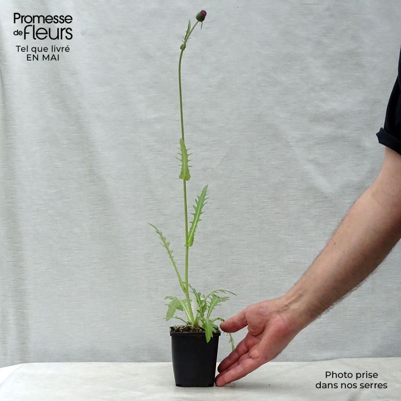 Example of Cirsium rivulare Atropurpureum - Cardo dei ruscelli Vasetto da 8/9 cm as you get in printemps