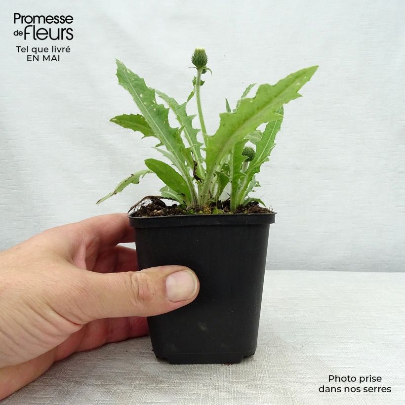 Cirsium rivulare Frosted Magic - Cardo dei ruscelli Vasetto da 8/9 cm esemplare consegnato in primavera