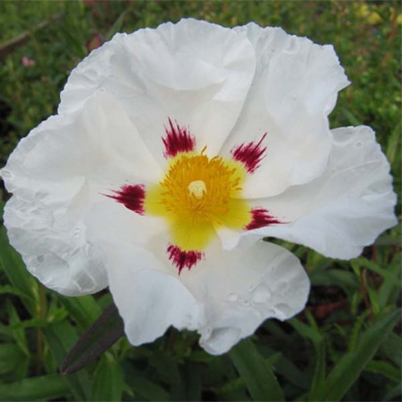 Cistus loretii - Cisto (Fioritura)