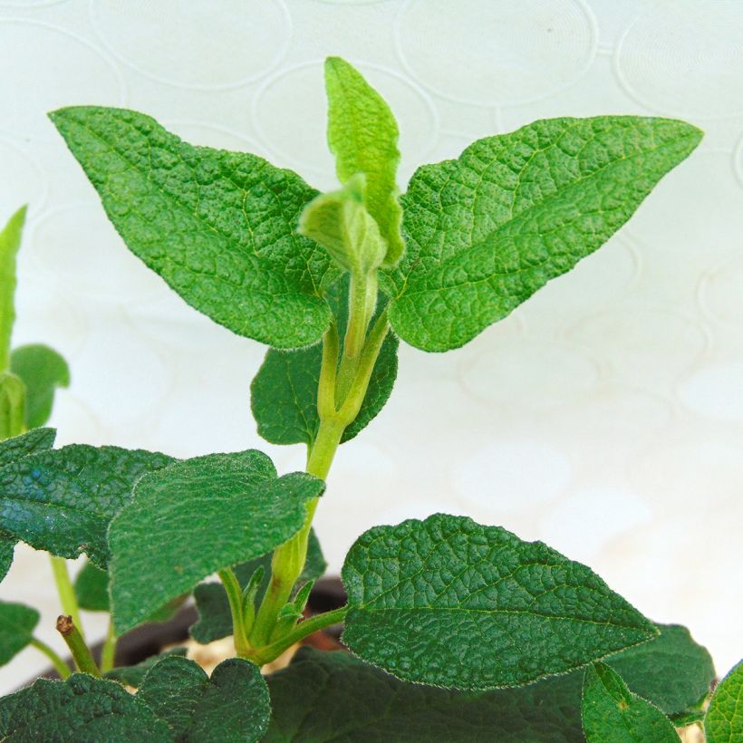 Cistus corbariensis - Cisto (Foliage)
