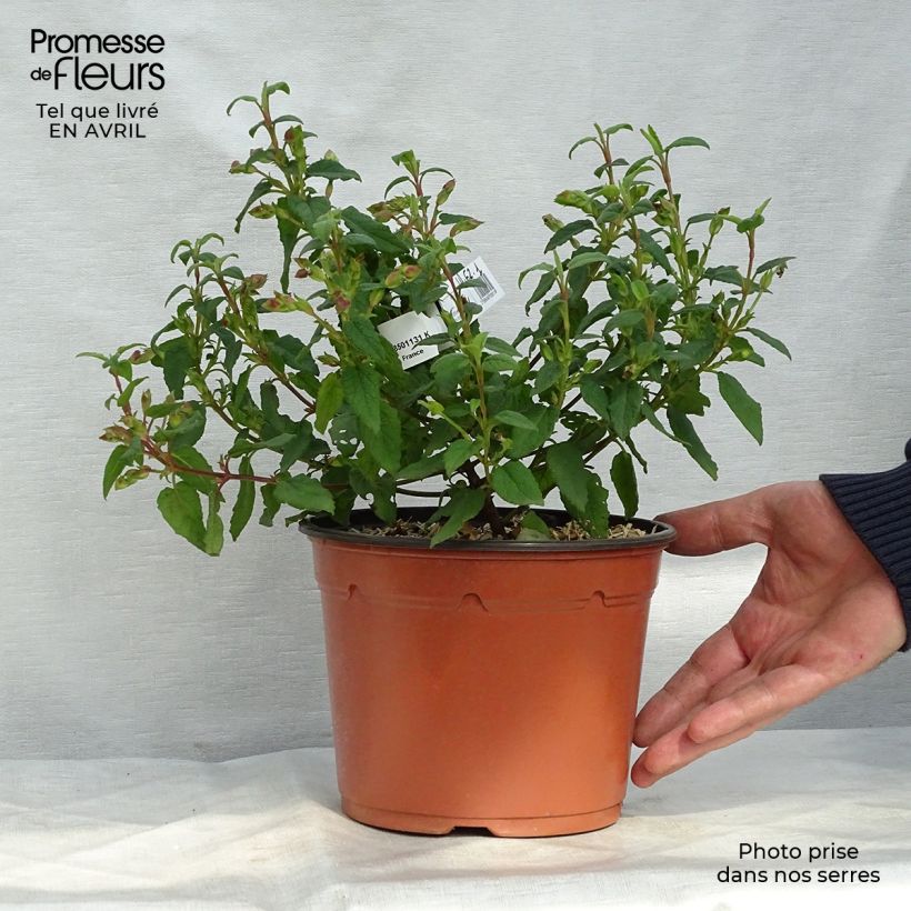 Example of Cistus corbariensis - Cisto Vaso da 2L/3L as you get in printemps