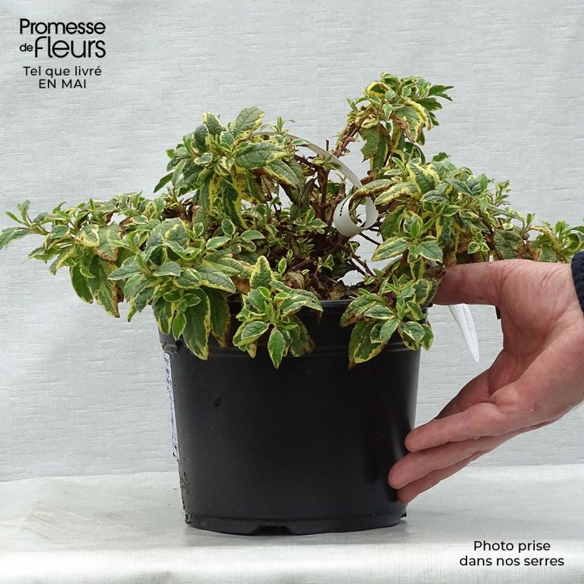 Cistus corbariensis Rospico - Cisto Vaso da 2L/3L esemplare consegnato in primavera